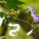 危険生物Ⅱイメージ