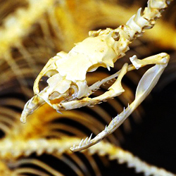 hyouhon_3_250x250 hyouhon_3_250x250
