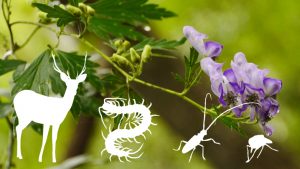 危険生物Ⅱイメージ 危険生物Ⅱイメージ