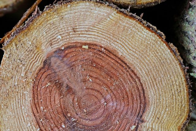 天然樫の木で作成【森を感じられる美しい切り株台】ちゃぶ台/インテリア台/薪割り台 天然樫【森の美しい切り株台＊大輪のお花の年輪模様】テーブル＊